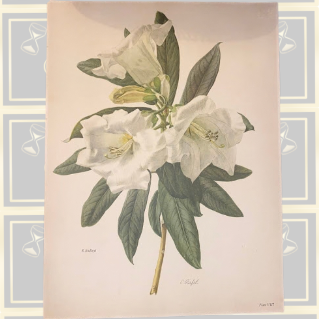 Vintage Botanical Print Rhododendron Lindleyi