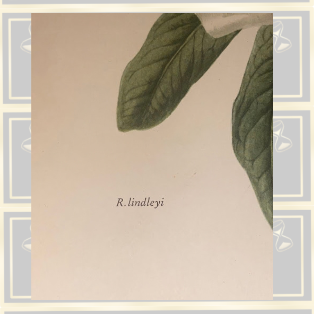 Vintage Botanical Print Rhododendron Lindleyi