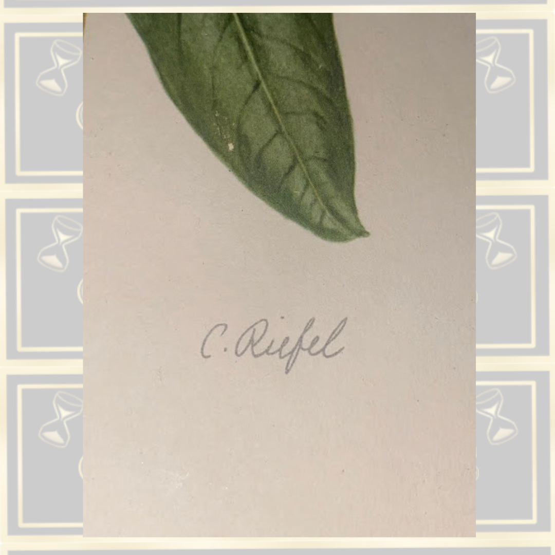 Vintage Botanical Print Rhododendron Lindleyi